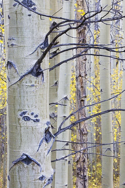 USA, Wyoming, Sublette County. Aspen trunks stand out against the yellow of autumn colors