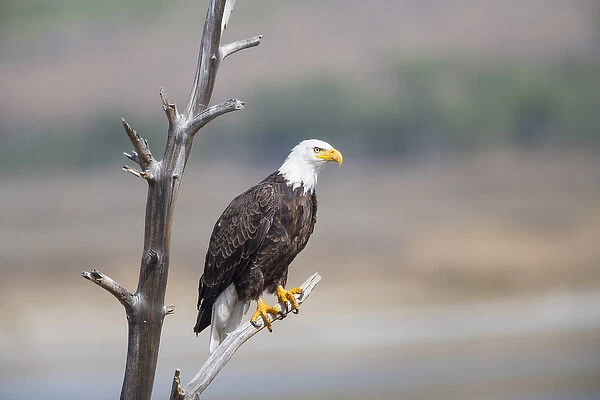 USA, Wyoming, Sublette County, Bald Eagle roosting on snag