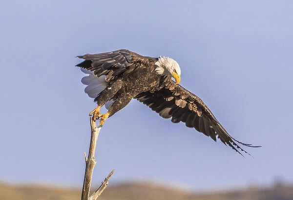 USA, Wyoming, Sublette County, A Bald Eagle takes off from its perch on a dead