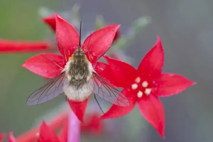 Framed Print : USA, Wyoming, Sublette County, Bee Fly with probiscus showing on Scarlet Gilia flowers