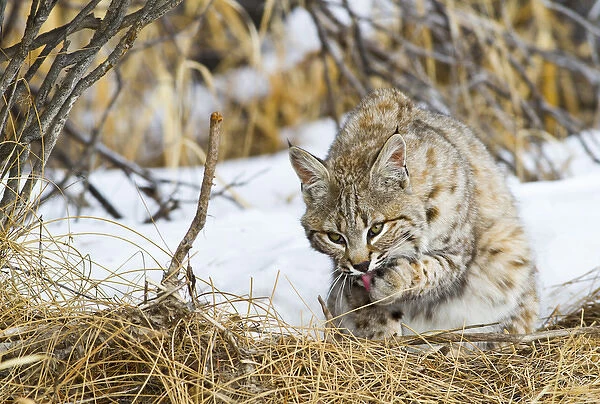 USA, Wyoming, Sublette County, Bobcat in winter grooming paw after feeding on carcass