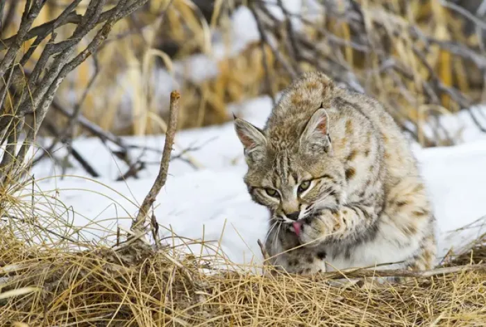 Framed Print : USA, Wyoming, Sublette County, Bobcat in winter grooming paw after feeding on carcass