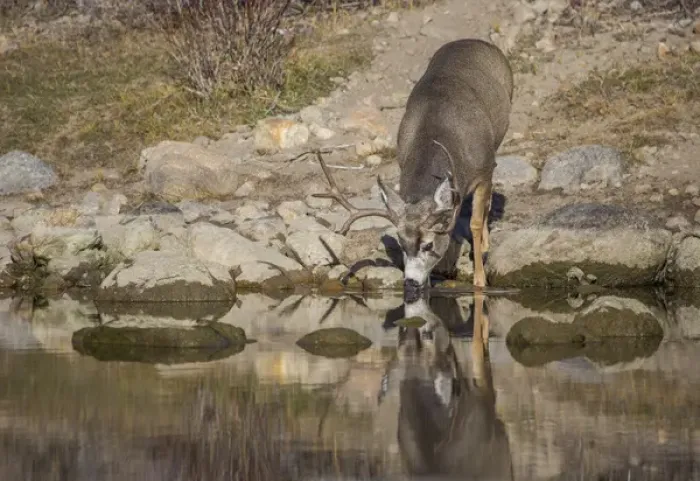 Framed Print : USA, Wyoming, Sublette County, Boulder Creek, A mule deer buck drinks from a creek