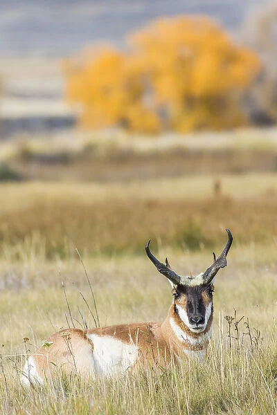 USA, Wyoming, Sublette County, a buck Pronghorn Antelope lays down in grasses in autumn