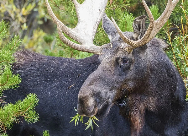 USA, Wyoming, Sublette County. Bull moose eats from a willow bush