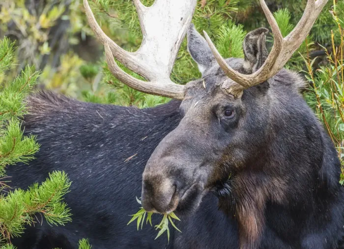 Framed Print : USA, Wyoming, Sublette County. Bull moose eats from a willow bush