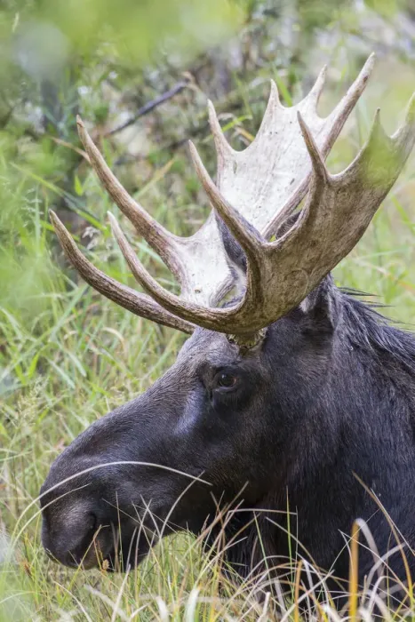 Framed Print : USA, Wyoming, Sublette County. Bull moose lying down in a grassy area displaying his large antlers Framed Print : USA, Wyoming, Sublette County. Bull moose lying down in a grassy area displaying his large antlers