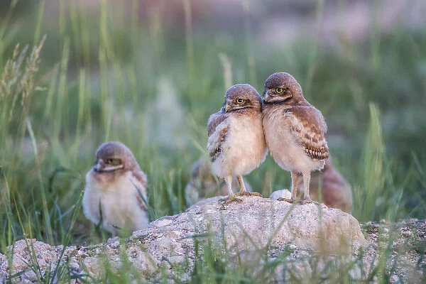USA, Wyoming, Sublette County, Burrowing Owl chicks stand at the burrow entrance