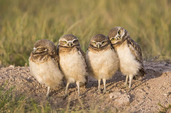 USA, Wyoming, Sublette County. Four Burrowing Owl chicks stand at the edge of their