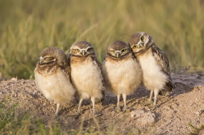 Framed Print : USA, Wyoming, Sublette County. Four Burrowing Owl chicks stand at the edge of their Framed Print : USA, Wyoming, Sublette County. Four Burrowing Owl chicks stand at the edge of their