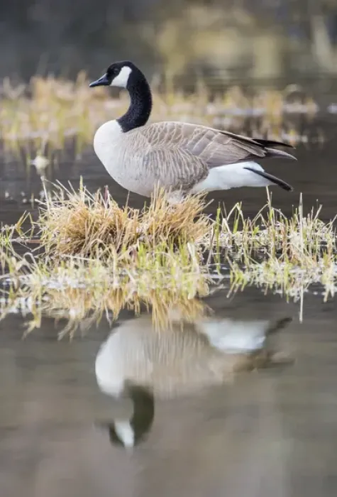 Framed Print : USA, Wyoming, Sublette County, Canada Goose in pond with reflection Framed Print : USA, Wyoming, Sublette County, Canada Goose in pond with reflection