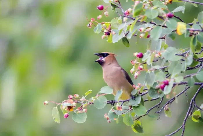 Framed Print : USA, Wyoming, Sublette County, Cedar Waxwing eating fruit from Serviceberry Framed Print : USA, Wyoming, Sublette County, Cedar Waxwing eating fruit from Serviceberry