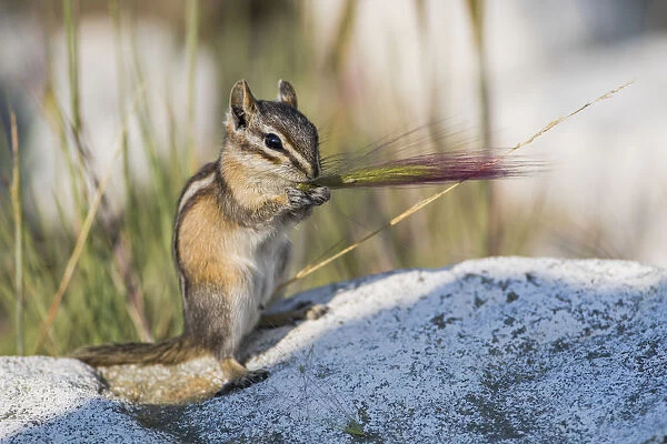 USA, Wyoming, Sublette County. Chipmunk feeds on the seed head of a foxtail grass
