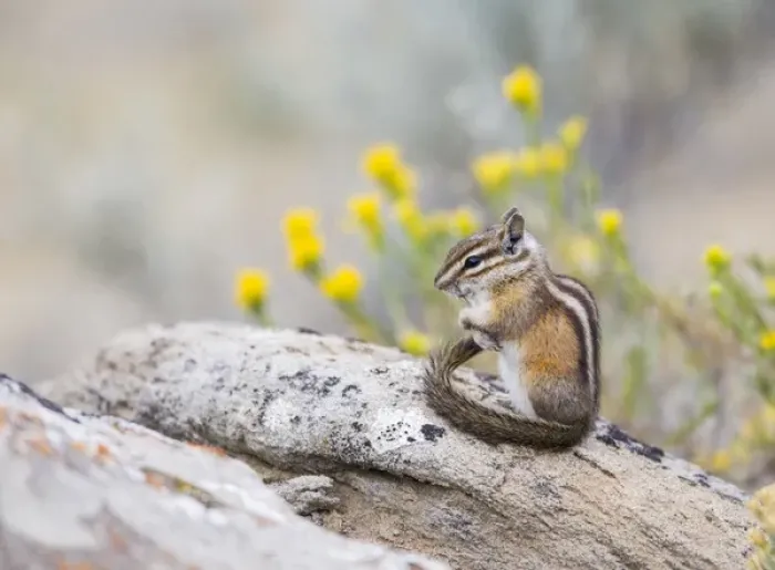 Framed Print : USA, Wyoming, Sublette County, Least Chipmunk with front-legs crossed after grooming Framed Print : USA, Wyoming, Sublette County, Least Chipmunk with front-legs crossed after grooming