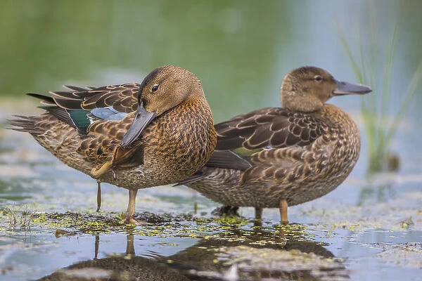 USA, Wyoming, Sublette County, two Cinnamon Teal young stand in a wetland with one