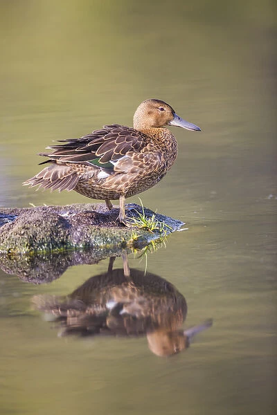 USA, Wyoming, Sublette County, a Cinnamon Teal rests on a mud flat in a small pond