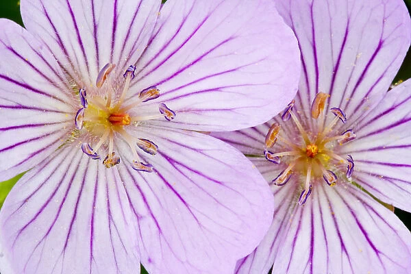 USA, Wyoming, Sublette County, Close-up of two Sticky Geranium flowers