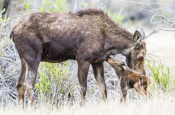 USA, Wyoming, Sublette County, a cow moose licks her newborn calf