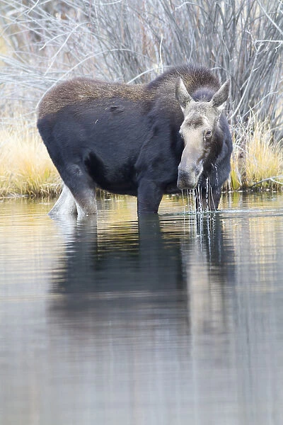 USA, Wyoming, Sublette County, Cow moose lifting head from pond after feeding
