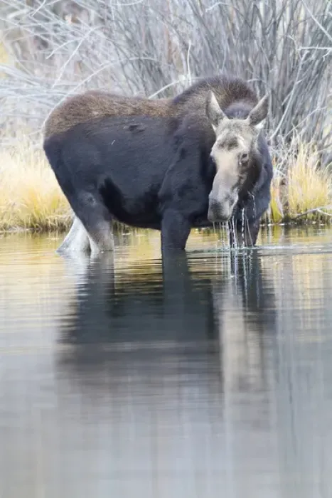 Framed Print : USA, Wyoming, Sublette County, Cow moose lifting head from pond after feeding Framed Print : USA, Wyoming, Sublette County, Cow moose lifting head from pond after feeding