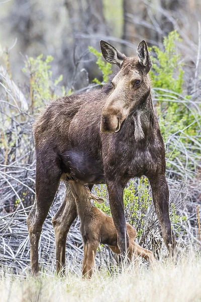 USA, Wyoming, Sublette County, a cow moose stands while her calf nurses