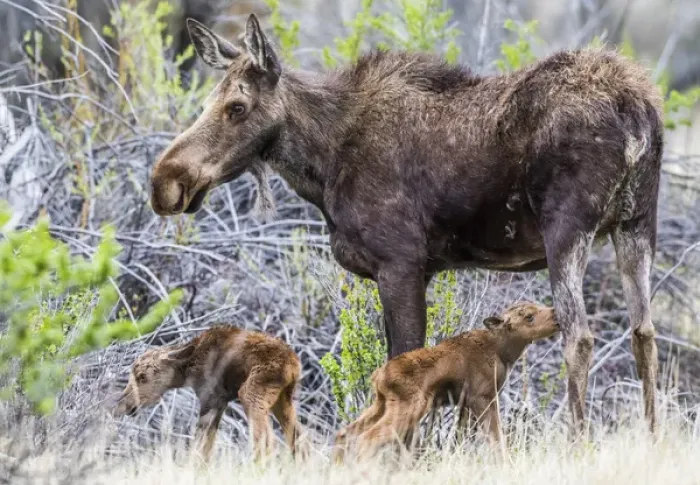 Framed Print : USA, Wyoming, Sublette County, a cow moose stands by her twin newborn calves Framed Print : USA, Wyoming, Sublette County, a cow moose stands by her twin newborn calves