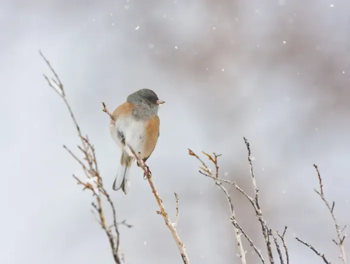 Framed Print : USA, Wyoming, Sublette County, Dark-eyed Junco perched on branch in snowstorm Framed Print : USA, Wyoming, Sublette County, Dark-eyed Junco perched on branch in snowstorm