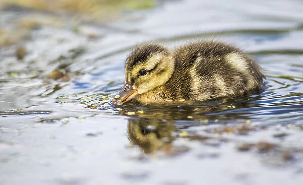 USA, Wyoming, Sublette County, a duckling swims amongst the duckweed