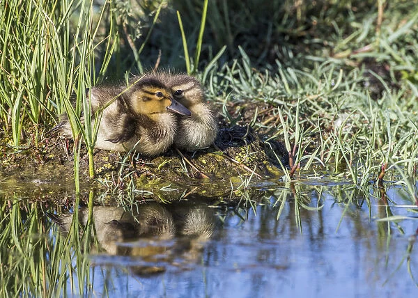 USA, Wyoming, Sublette County. Two ducklings sit on the edge of an island taking a nap