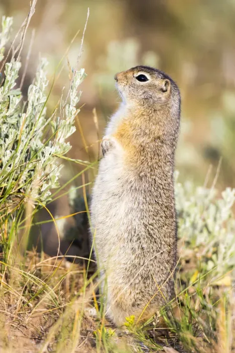Framed Print : USA, Wyoming, Sublette County. Fat Uintah Ground Squirrel stands on its hind legs in the sagebrush