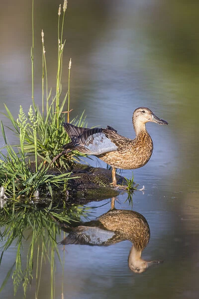 USA, Wyoming, Sublette County. Female Cinnamon Teal stretches its wing on a small island in a pond