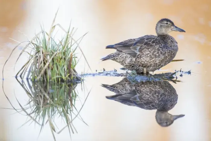 Framed Print : USA, Wyoming, Sublette County, Female Cinnamon Teal standing in pond with reflection Framed Print : USA, Wyoming, Sublette County, Female Cinnamon Teal standing in pond with reflection