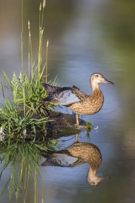 Framed Print : USA, Wyoming, Sublette County. Female Cinnamon Teal stretches its wing on a small island in a pond