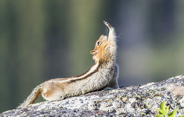 USA, Wyoming, Sublette County. Golden-mantled Ground Squirrel stretching as if reaching