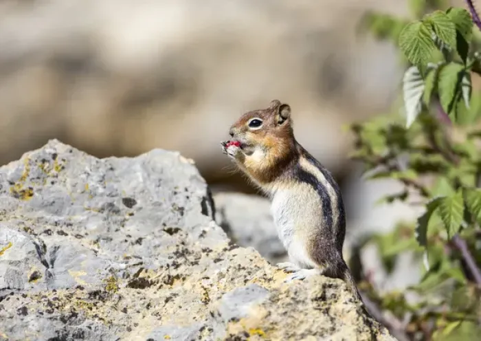 Framed Print : USA, Wyoming, Sublette County, Golden-mantled Ground Squirrel eating raspberry Framed Print : USA, Wyoming, Sublette County, Golden-mantled Ground Squirrel eating raspberry