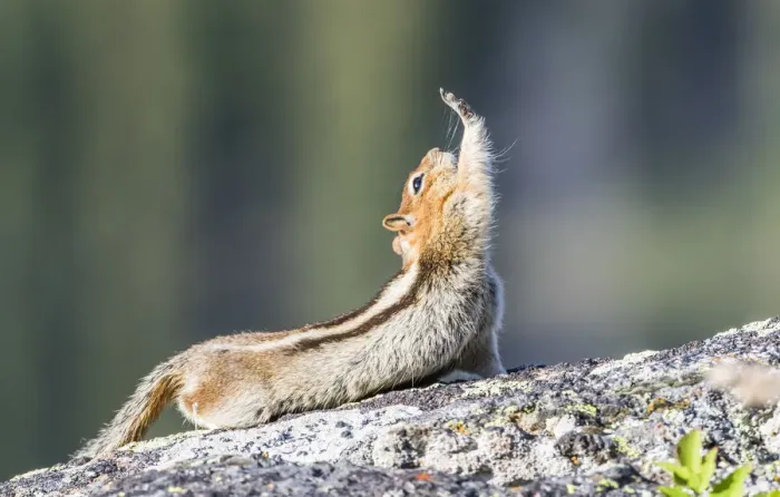 Framed Print : USA, Wyoming, Sublette County. Golden-mantled Ground Squirrel stretching as if reaching