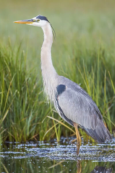 USA, Wyoming, Sublette County. Great Blue Heron standing in a wetland full of sedges in Summer