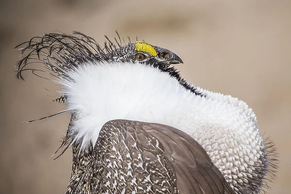 USA, Wyoming, Sublette County, a Greater Sage Grouse displays showing off his headdress