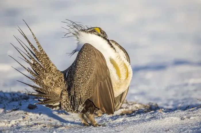 Framed Print : USA, Wyoming, Sublette County, a Greater Sage Grouse displays on a snow-covered lek Framed Print : USA, Wyoming, Sublette County, a Greater Sage Grouse displays on a snow-covered lek