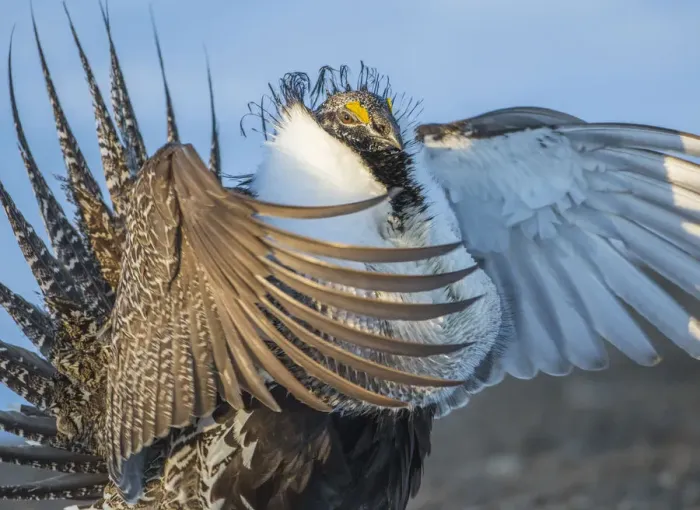 Framed Print : USA, Wyoming, Sublette County. Greater Sage Grouse male stretching his wings Framed Print : USA, Wyoming, Sublette County. Greater Sage Grouse male stretching his wings