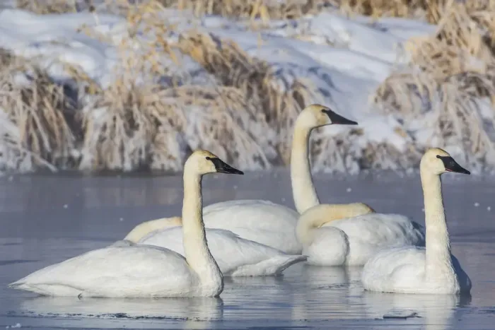 Framed Print : USA, Wyoming, Sublette County. Group of five Trumpeter Swans sitting on a partially Framed Print : USA, Wyoming, Sublette County. Group of five Trumpeter Swans sitting on a partially