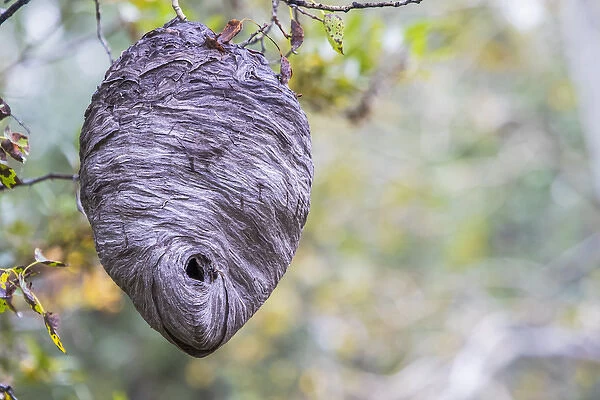 USA, Wyoming, Sublette County, a hornets nest hangs from a tree in the autumn