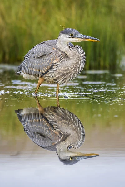 USA, Wyoming, Sublette County, a juvenile Great Blue Heron forages for food in a