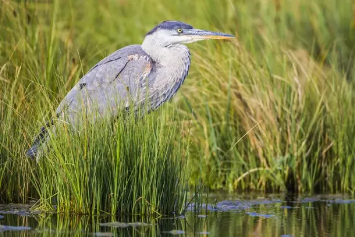 Framed Print : USA, Wyoming, Sublette County, a juvenile Great Blue Heron forages for food