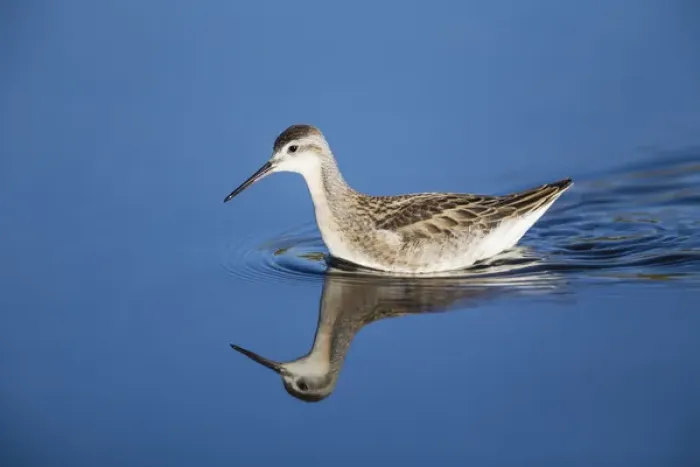 Framed Print : USA, Wyoming, Sublette County, Juvenile Wilsons Phalarope swimming in lake Framed Print : USA, Wyoming, Sublette County, Juvenile Wilsons Phalarope swimming in lake