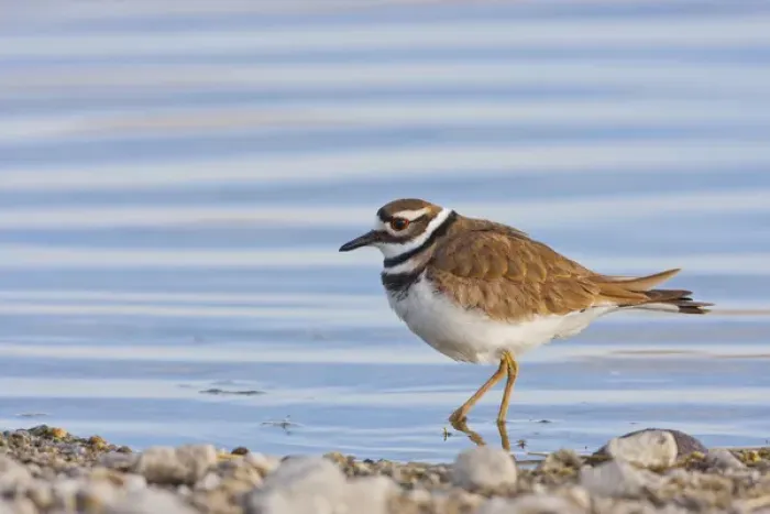 Framed Print : USA, Wyoming, Sublette County, Killdeer wading in pond