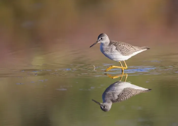 Framed Print : USA, Wyoming, Sublette County, Lesser Yellowlegs walking in reflected water Framed Print : USA, Wyoming, Sublette County, Lesser Yellowlegs walking in reflected water
