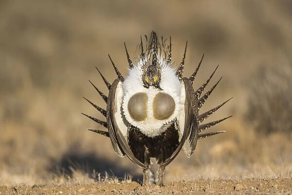 USA, Wyoming, Sublette County. Male Greater Sage Grouse displays on a lek in Spring