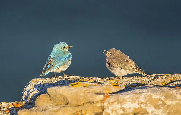 USA, Wyoming, Sublette County, Male Mountain bluebird with begging fledgling