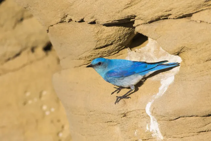 Framed Print : USA, Wyoming, Sublette County. Male Mountain Bluebird leaves the nest sight in a Framed Print : USA, Wyoming, Sublette County. Male Mountain Bluebird leaves the nest sight in a